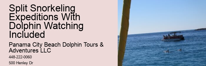 Dolphin Tours In Panama City Beach Florida