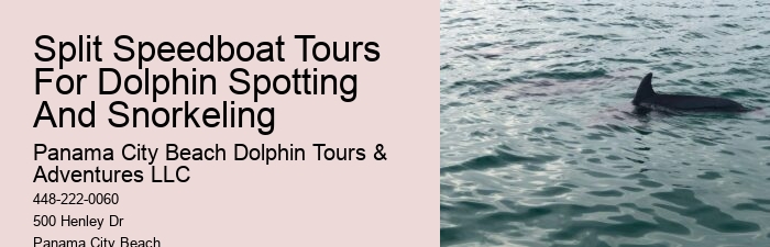 Luxury Dolphin Safari with Snorkeling