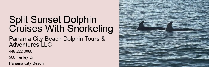 Dolphin trips in Panama City Beach