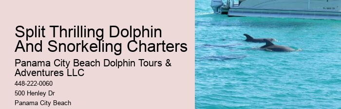 30a Dolphin Tours