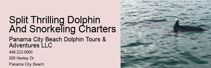 What Is The Difference Between Dolphin Encounter And Dolphin Swim