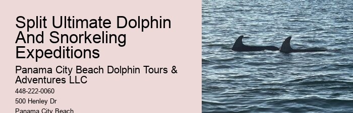 Dolphin And Snorkel Tours Panama City Beach