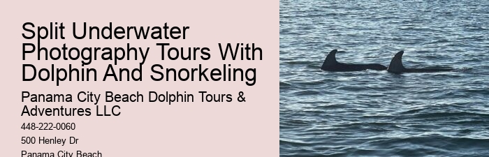 With Dolphins