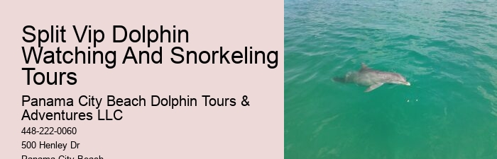 Diving With Dolphins