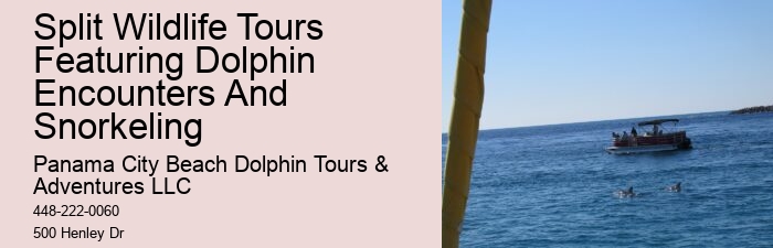 Is It Worth It To Swim With Dolphins