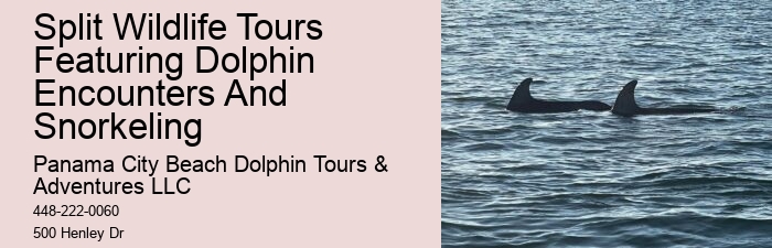 Personal Dolphin Swim with Snorkeling