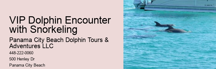 Split Snorkeling And Dolphin Sightseeing Expeditions