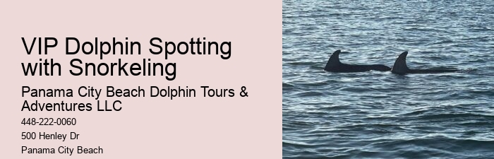 Personal Dolphin Exploration with Snorkeling