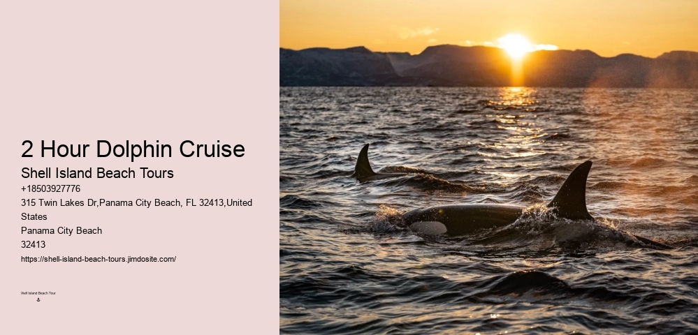 Top 5 Places To Swim With Dolphins