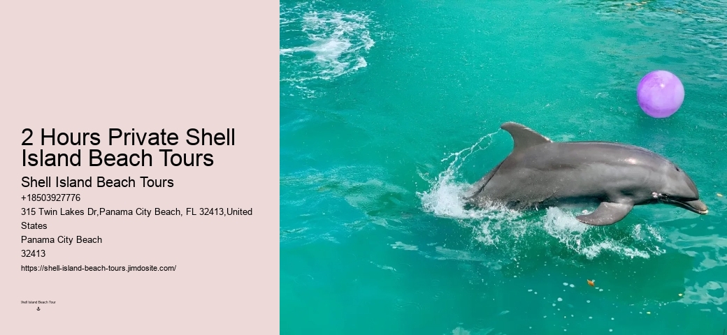Are Dolphins At Panama City Beach