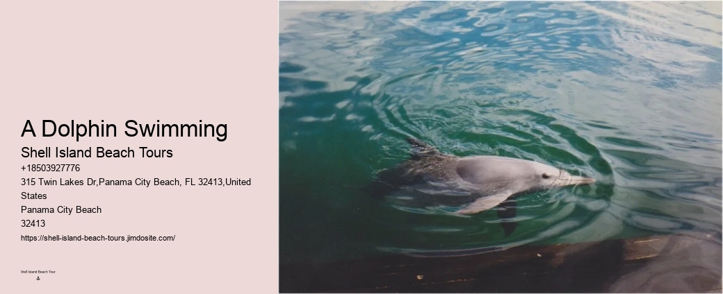What Is The Difference Between Dolphin Swim And Dolphin Encounter