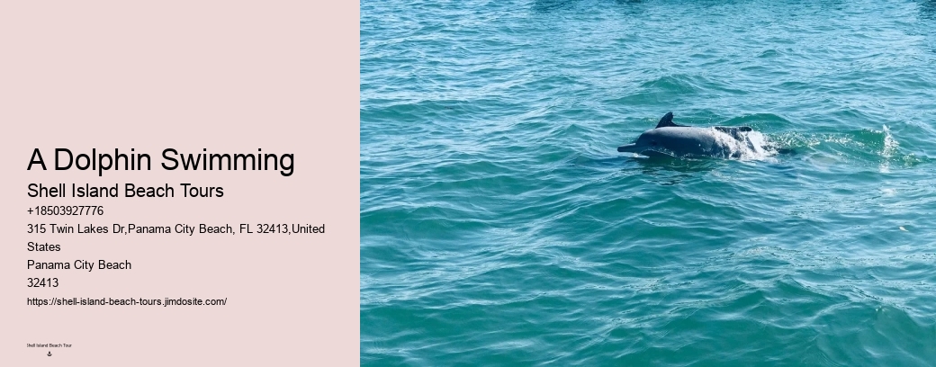 A Dolphin Swimming