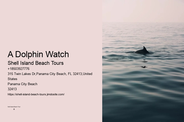 Panama City Beach Florida Dolphin Swim