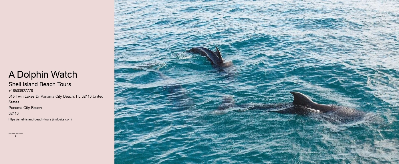 Best Panama City Beach Dolphin Tours