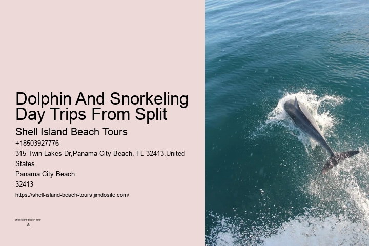 Salty Fins Dolphin And Snorkeling Tours