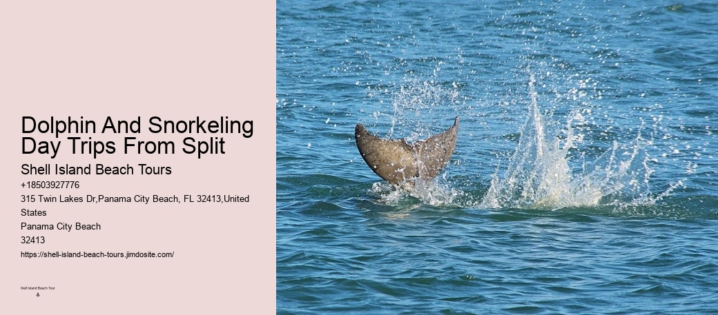 Private Dolphin Tours Destin Fl