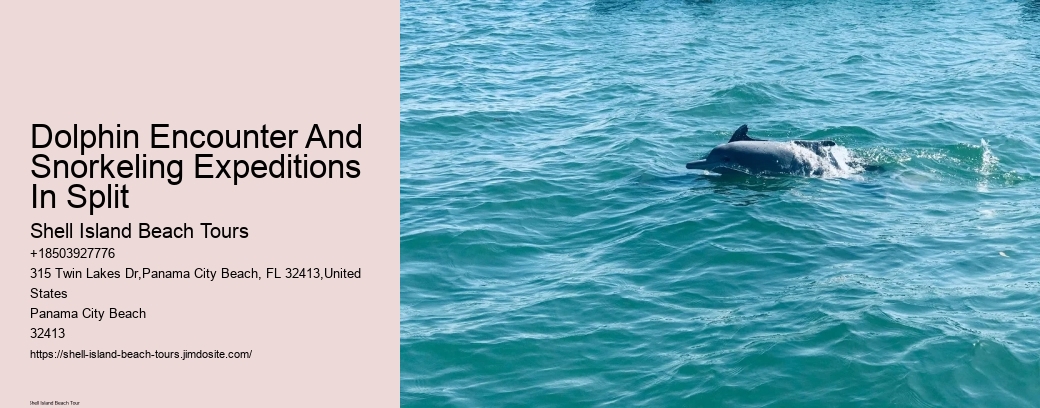 Dolphin Encounter And Snorkeling Expeditions In Split