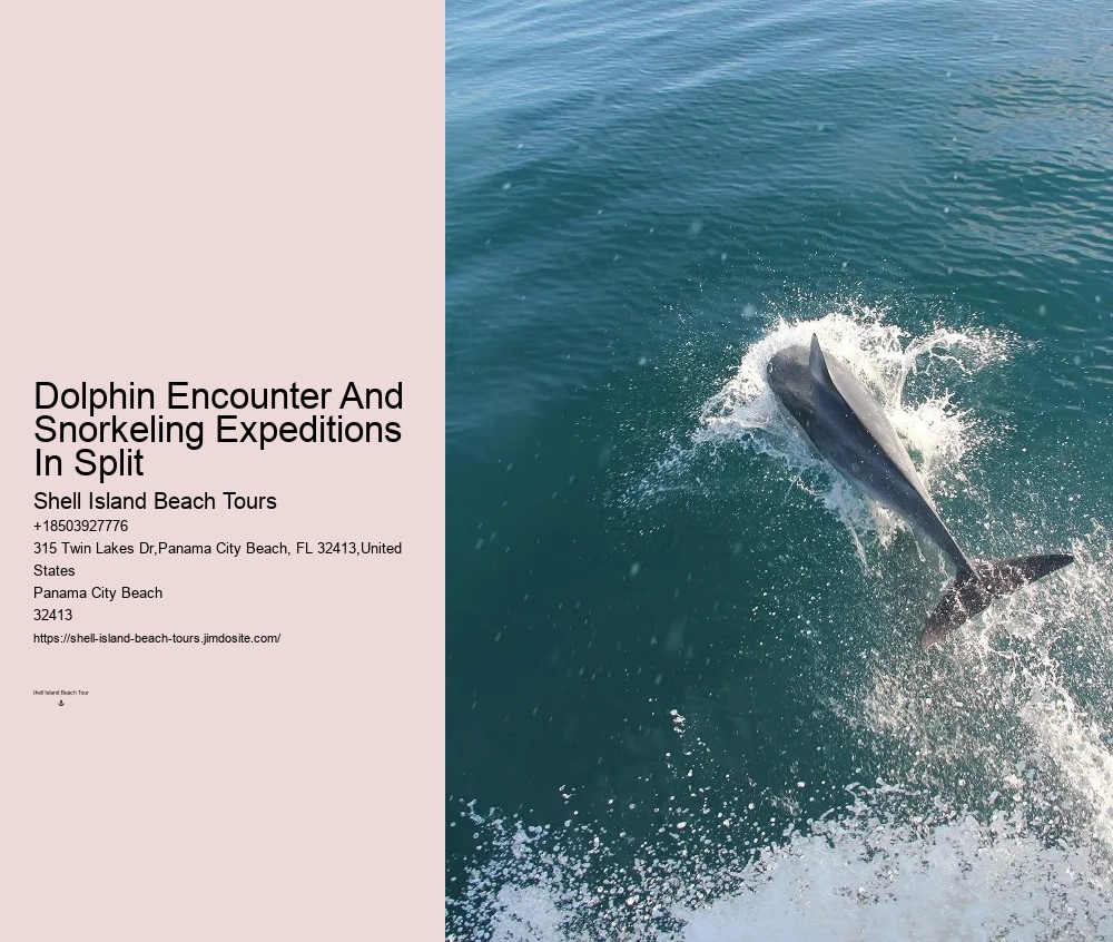 Split Catamaran Dolphin Watching And Snorkeling Expeditions