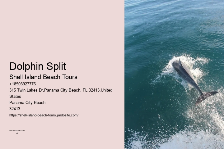 Dolphin Sightseeing
