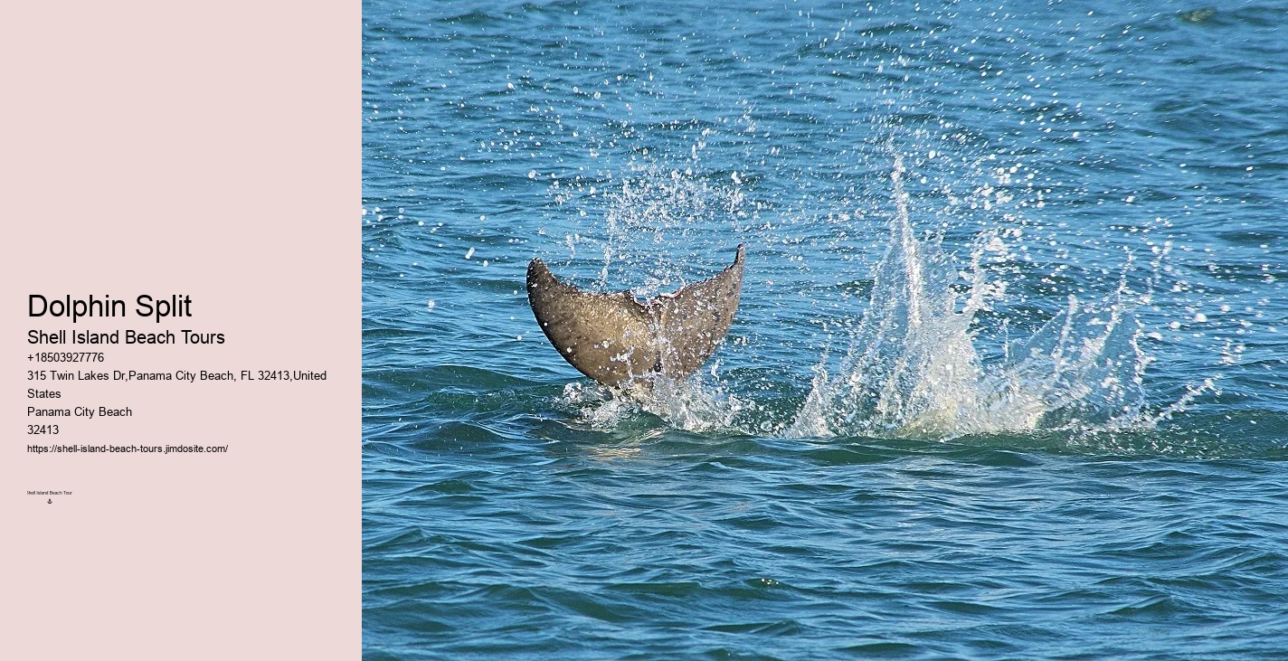 Before Your Tour - Dolphin Encounter