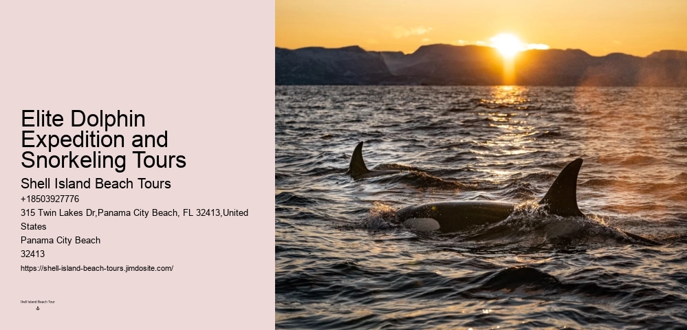 Panama City Beach Dolphin Voyage Tours