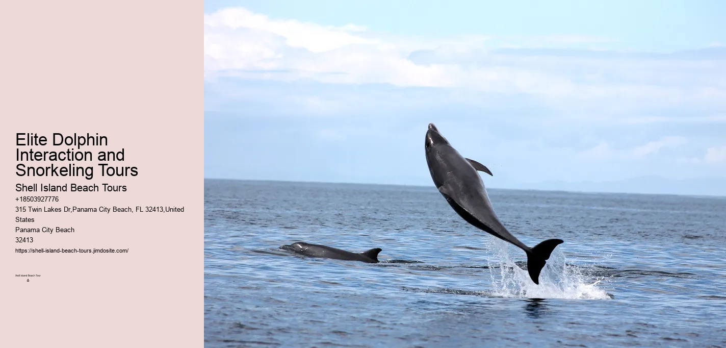 Premium Dolphin Expedition with Snorkeling