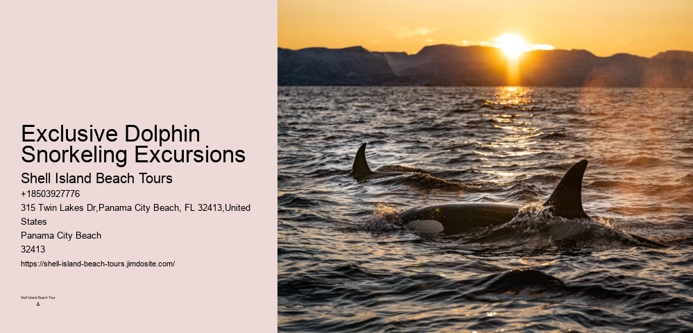 Exclusive Dolphin Discovery and Snorkeling Trips