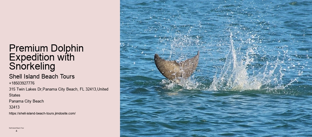 Dolphin Tours & Snorkeling Tours