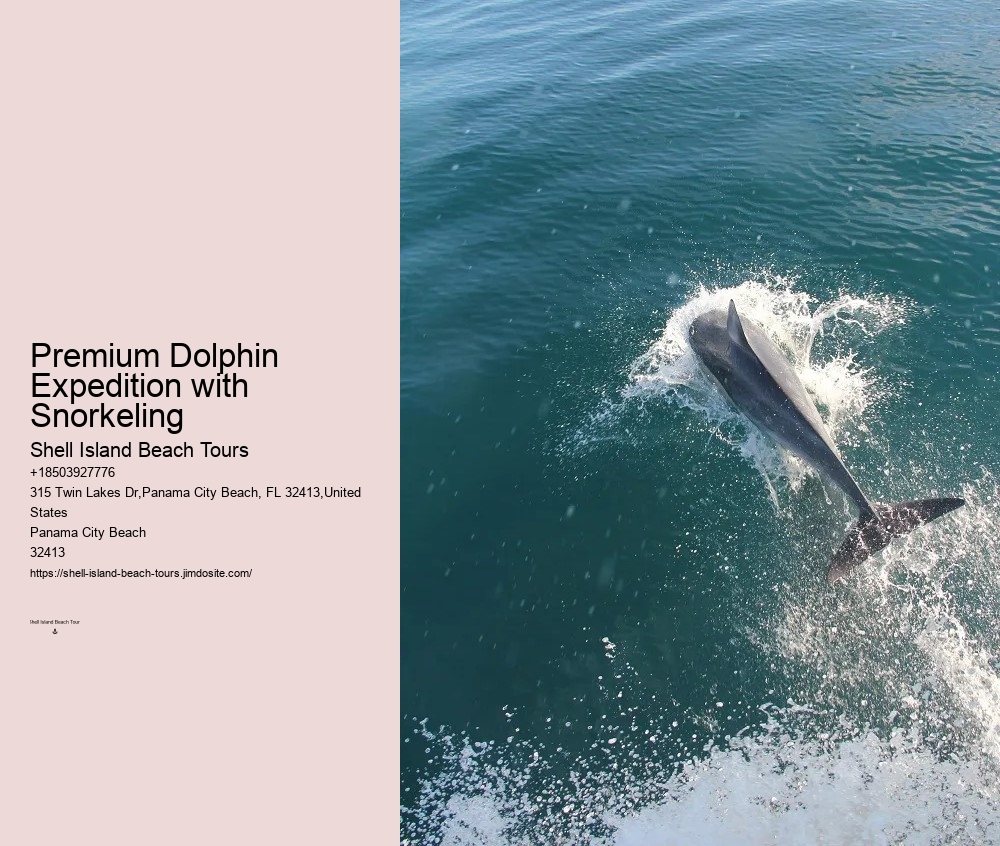 Bespoke Dolphin Safari and Snorkeling Trips