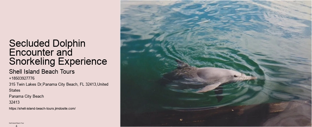 Dolphin Tours