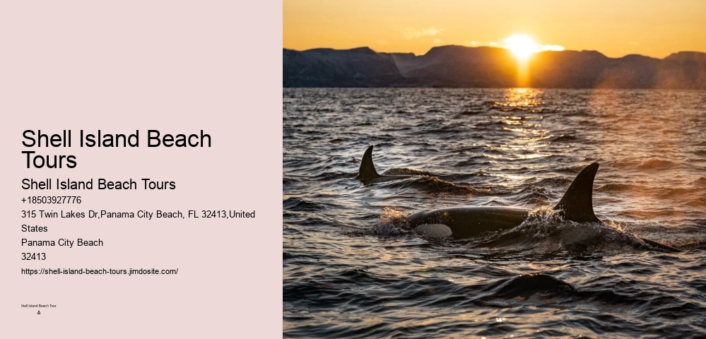 Split Customized Dolphin And Snorkeling Itineraries