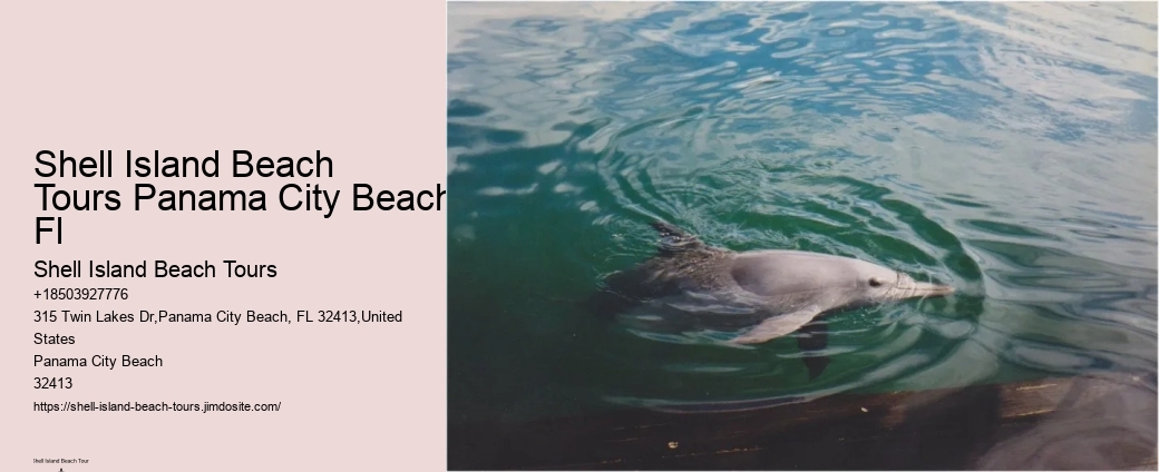 Intimate Dolphin Discovery with Snorkeling