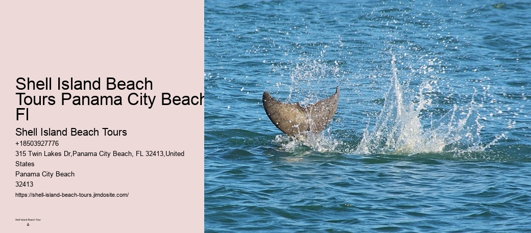 Split Charter Dolphin And Snorkeling