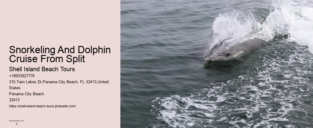 Panama City Beach dolphin discovery experiences