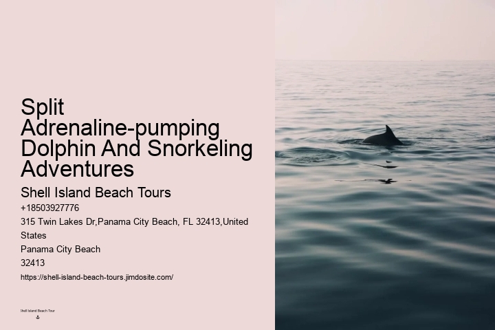Split Charter Dolphin Snorkeling Tours