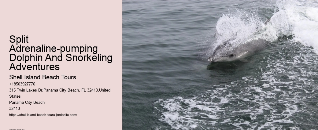 Panama City Beach Dolphin Adventure Trips