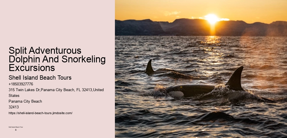 Split Dolphin Spotting And Snorkel Trips