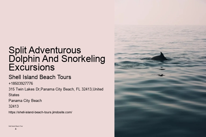 Intimate Dolphin Spotting with Snorkeling