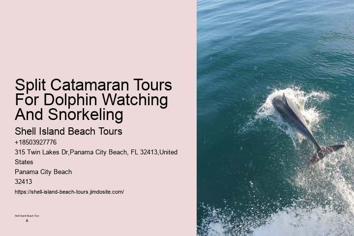 What Month Is Best For Dolphin Watching