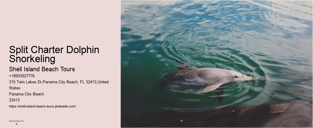 Dolphin And Snorkeling Tours Panama City Beach
