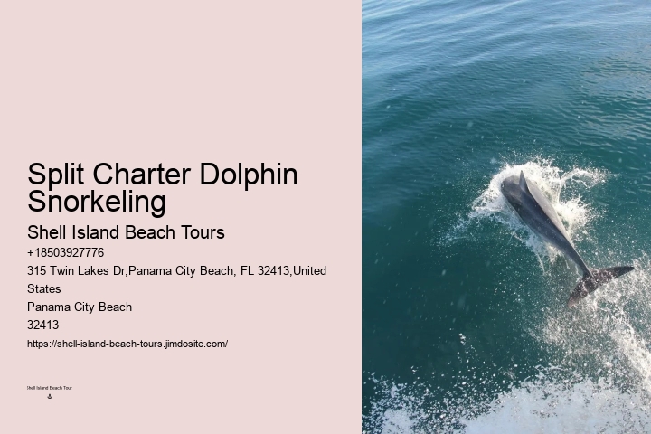 Individual Dolphin Encounter and Snorkeling Tours