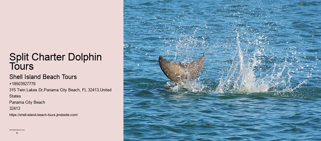 Can I book a private dolphin tour in Panama City Beach