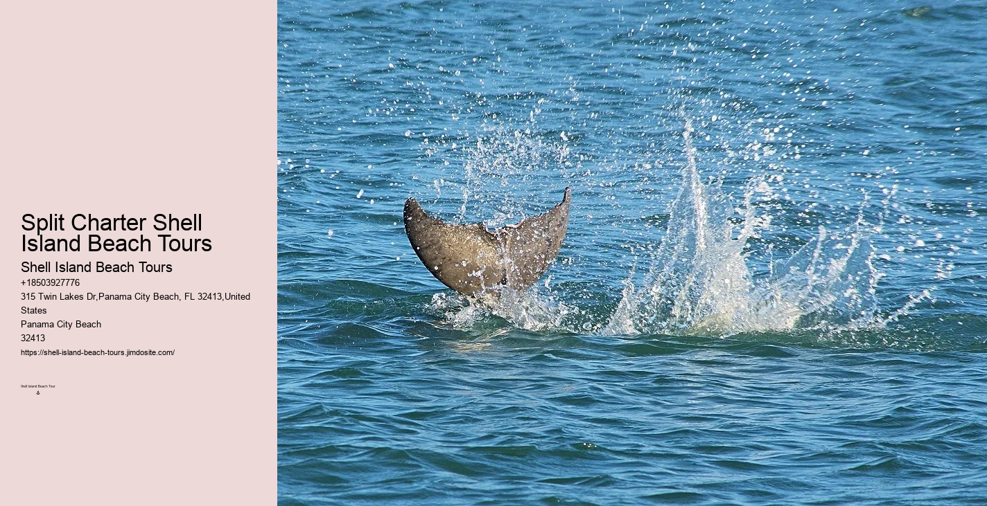 Dolphin Tours 30a