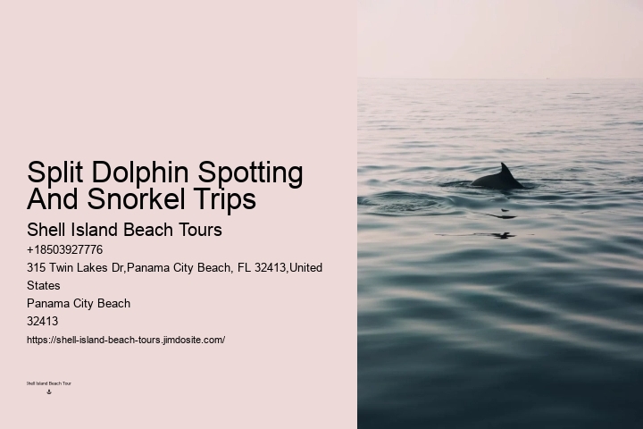 Intimate Dolphin Discovery with Snorkeling