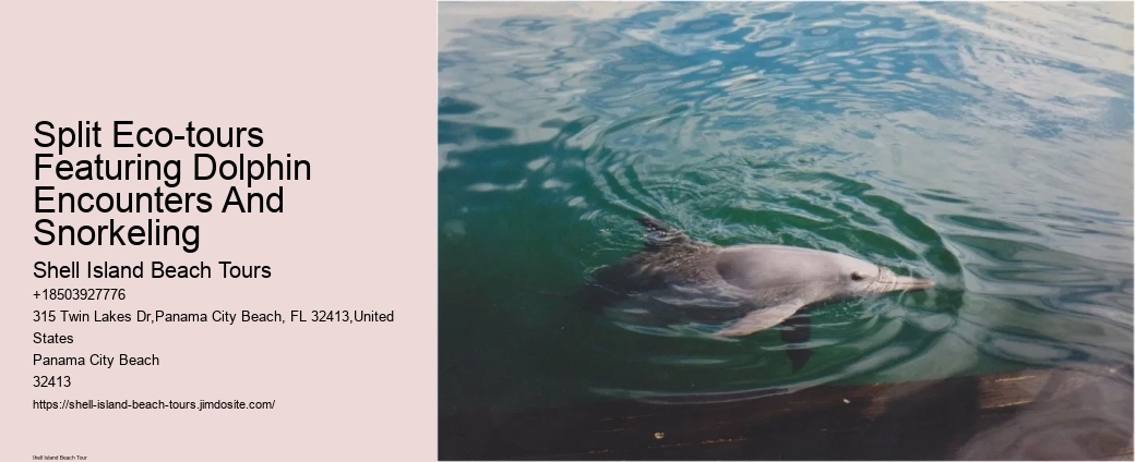 Can Dolphins Sense Human Pregnancy
