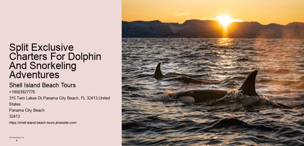 How Much Does It Cost To Swim With The Dolphins In Panama City Beach