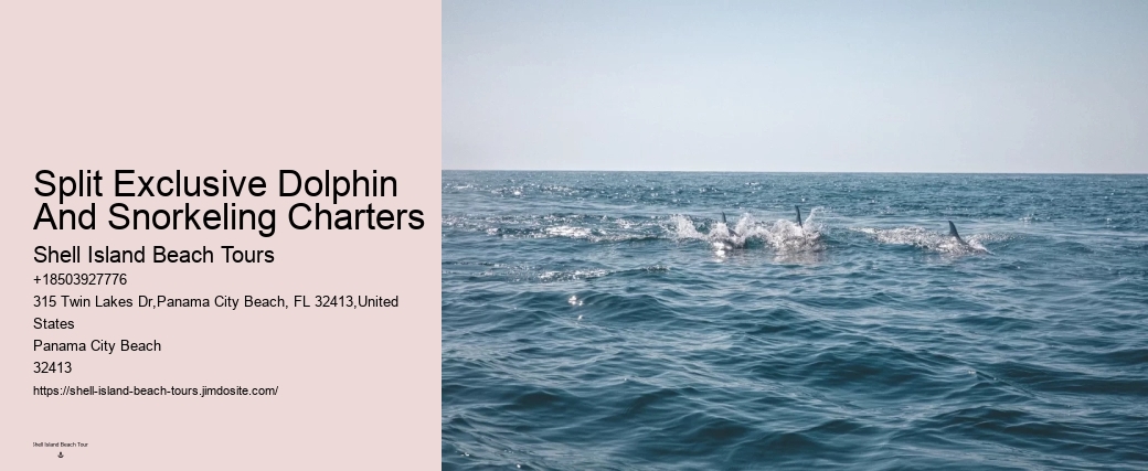 Customized Dolphin Exploration and Snorkeling Adventures