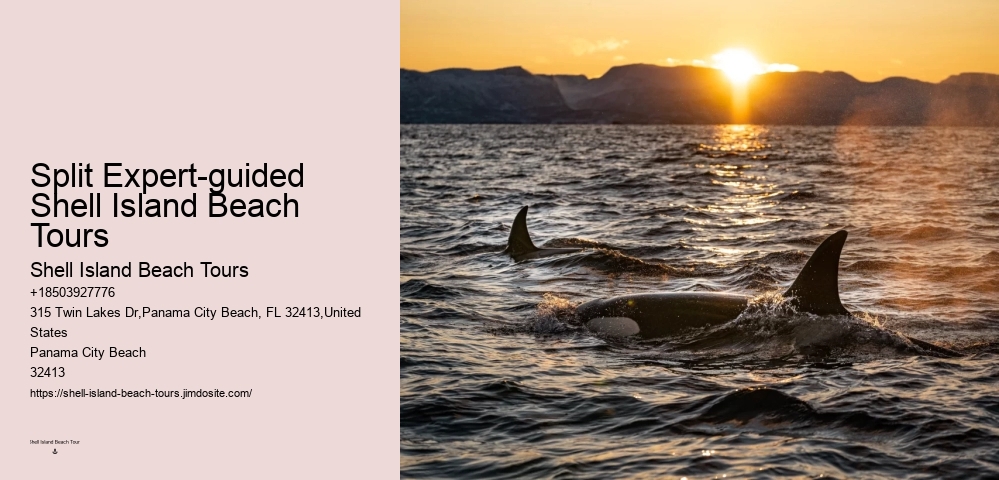 Dolphin Tours Tampa Area