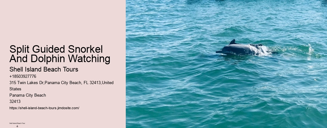 Split Guided Snorkel And Dolphin Watching