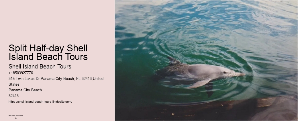 Can You Swim With Dolphins In Miami